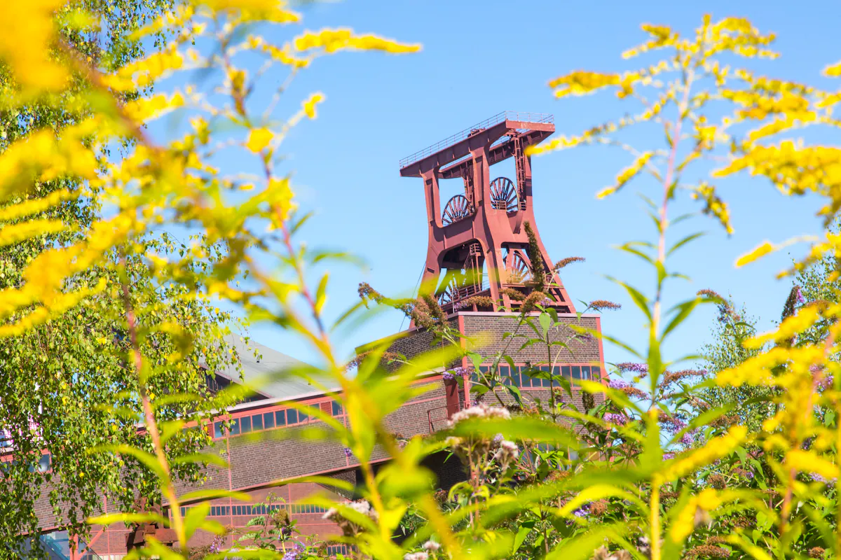 Das ikonische Fördergerüst von Schacht XII der Zeche Zollverein ragt rostrot in den strahlend blauen Himmel. Im Vordergrund rahmen leuchtend gelbe Blüten der Goldrute (Solidago) das Bild ein, während im Hintergrund das historische Industriegebäude mit seinen dunklen Backsteinwänden und großen Fenstern zu sehen ist.