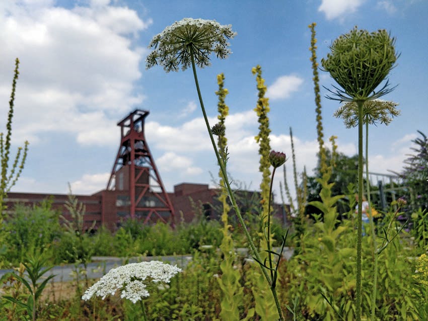 Blick durch hohe Wildblumen auf das berühmte Doppelbock-Fördergerüst der Zeche Zollverein in Essen. Im Vordergrund ragen filigrane weiße Blütendolden der Wilden Möhre sowie gelb blühende Königskerzen in die Höhe. Im Hintergrund ist die markante rote Stahlkonstruktion der ehemaligen Industrieanlage vor einem teils bewölkten blauen Himmel zu sehen. Das Bild zeigt eindrucksvoll den Kontrast und die Verbindung zwischen Natur und Industriekultur auf dem Gelände des UNESCO-Welterbes Zollverein.