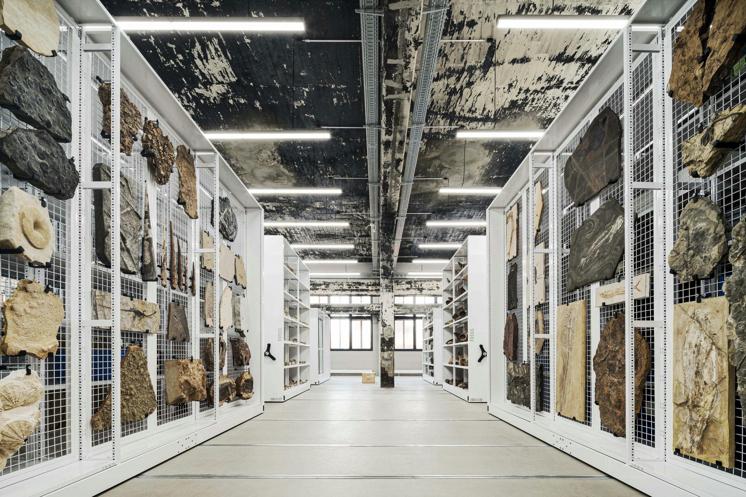 Innenaufnahme eines modernen Depots mit weißen Rollregalen, die auf beiden Seiten des Gangs Fossilien und Gesteinsplatten auf Metallgittern präsentieren. Die Decke ist rau und dunkel mit abblätternder Farbe, was dem Raum einen industriellen Charakter verleiht. Die Beleuchtung erfolgt durch helle, lineare LED-Leuchten. In der Ferne ist ein Fenster mit Tageslicht erkennbar, das zusätzliche Helligkeit in den Raum bringt. Der Raum wirkt strukturiert, sachlich und dient der wissenschaftlichen Sammlung und musealen Aufbewahrung.