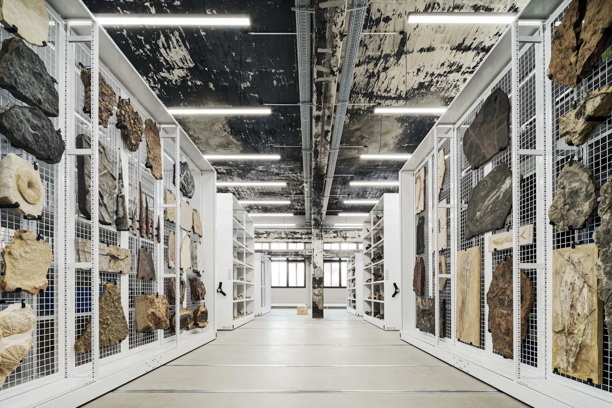 Innenaufnahme eines modernen Depots mit weißen Rollregalen, die auf beiden Seiten des Gangs Fossilien und Gesteinsplatten auf Metallgittern präsentieren. Die Decke ist rau und dunkel mit abblätternder Farbe, was dem Raum einen industriellen Charakter verleiht. Die Beleuchtung erfolgt durch helle, lineare LED-Leuchten. In der Ferne ist ein Fenster mit Tageslicht erkennbar, das zusätzliche Helligkeit in den Raum bringt. Der Raum wirkt strukturiert, sachlich und dient der wissenschaftlichen Sammlung und musealen Aufbewahrung.