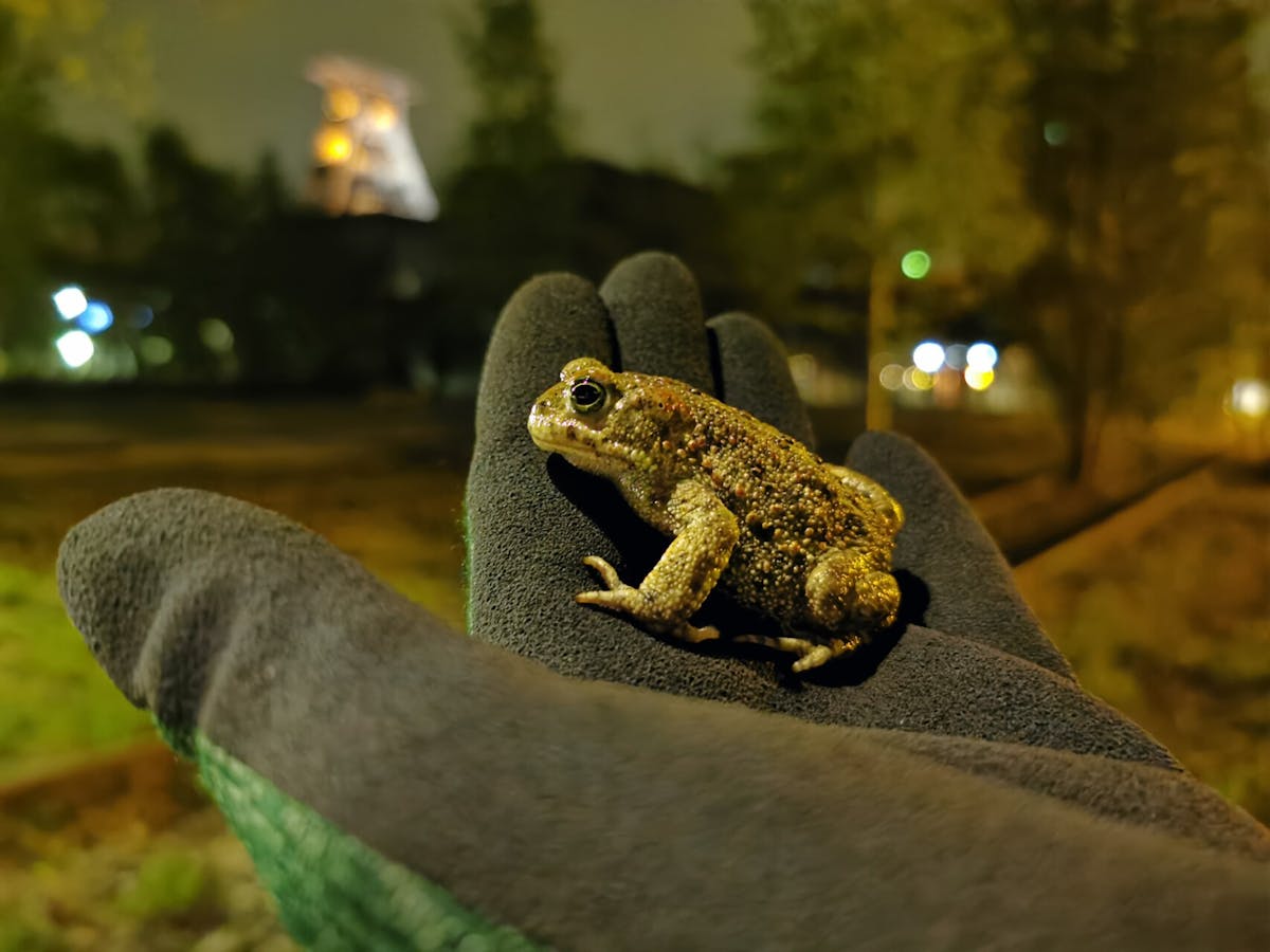 Eine kleine, warzige Erdkröte sitzt auf einer behandschuhten Hand in nächtlicher Umgebung. Die Szenerie ist schwach beleuchtet, im Hintergrund erkennt man verschwommen die Silhouette des illuminierten Förderturms der Zeche Zollverein zwischen Bäumen und Lichtern.