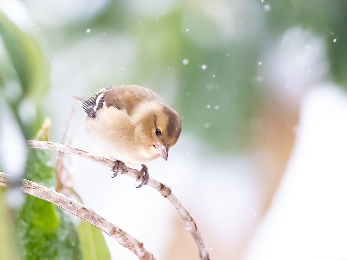 Ein kleiner Singvogel mit bräunlichem Rücken, hellem Bauch und markanter weiß-schwarzer Zeichnung auf den Flügeln sitzt auf einem dünnen, gebogenen Zweig. Der Vogel schaut nach unten, als würde er etwas am Ast begutachten. Im Hintergrund sind grünlich-weiße, verschwommene Formen und fallende Schneeflocken zu erkennen, was auf eine winterliche Szene hinweist. Die Stimmung des Bildes ist ruhig und zart.