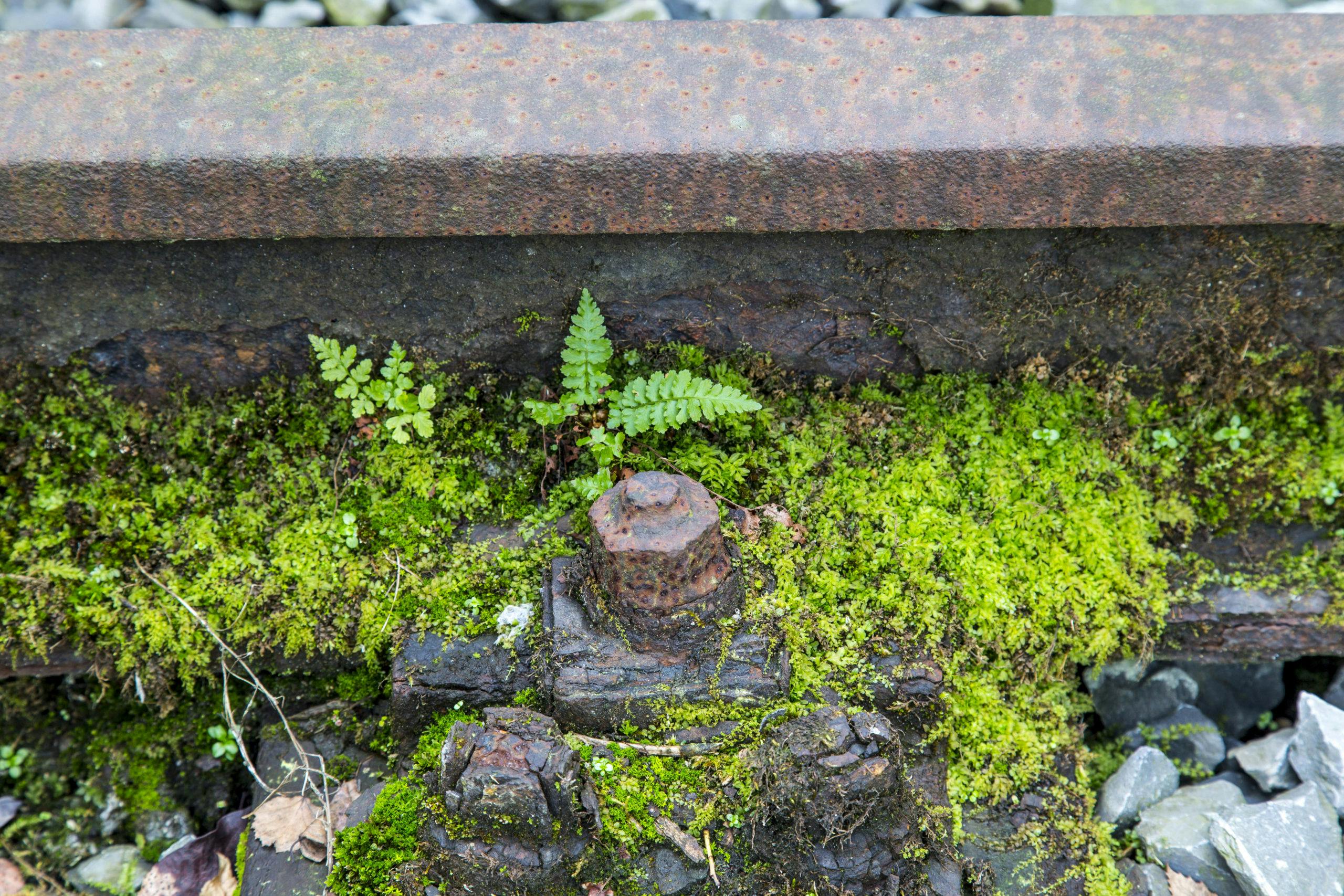Nahaufnahme eines stark verwitterten Eisenbahngleises mit rostigen Schrauben und Metallteilen. Zwischen den Metallverbindungen wächst frisches Moos in leuchtendem Grün, vereinzelt sprießen kleine Farnpflanzen. Im Hintergrund sind graue Schottersteine zu erkennen. Die Szene zeigt den Kontrast zwischen industriellem Verfall und widerstandsfähiger Natur.