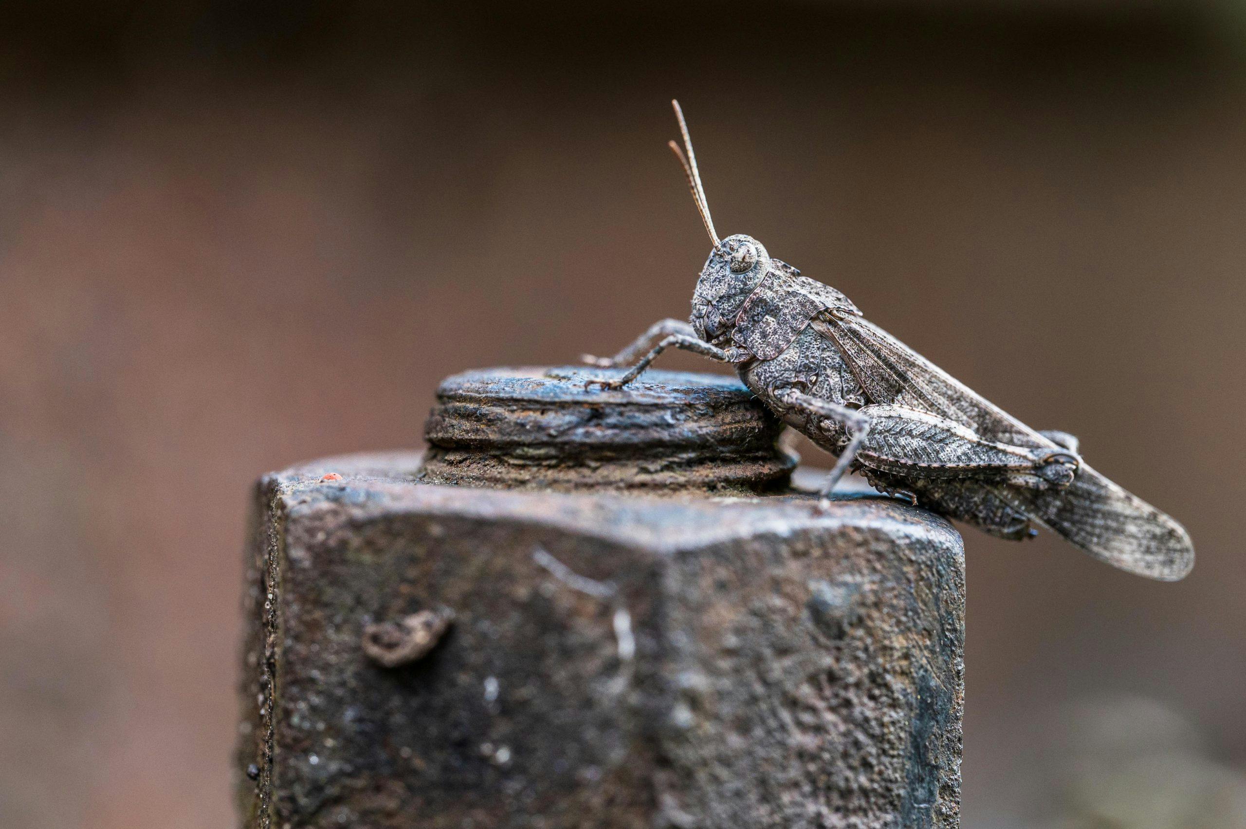 Eine graubraun gemusterte Heuschrecke sitzt auf einem verrosteten Metallbolzen. Das Insekt ist im Makroformat detailliert zu erkennen, wobei seine Tarnfarbe es beinahe mit der metallischen Oberfläche verschmelzen lässt. Der Hintergrund ist unscharf und zeigt eine einfarbige, warme Fläche, wodurch das Tier im Fokus steht. Die Szene vermittelt ein Gefühl von Stillstand und industrieller Umgebung.