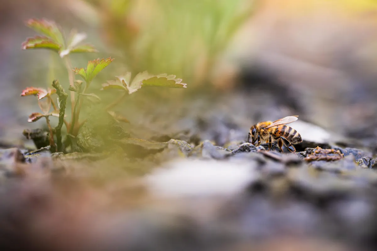 Makroaufnahme einer Honigbiene, die auf einem steinigen Untergrund sitzt und scheinbar Nahrung aufnimmt. Links im Bild wächst ein kleiner, zarter Pflanzentrieb mit rötlich-grünen Blättern aus einer Ritze zwischen den Steinen. Der Hintergrund ist unscharf und in sanften Grüntönen gehalten. Die Szene wirkt ruhig und zeigt die Widerstandskraft von Natur auf unwirtlichem Grund.