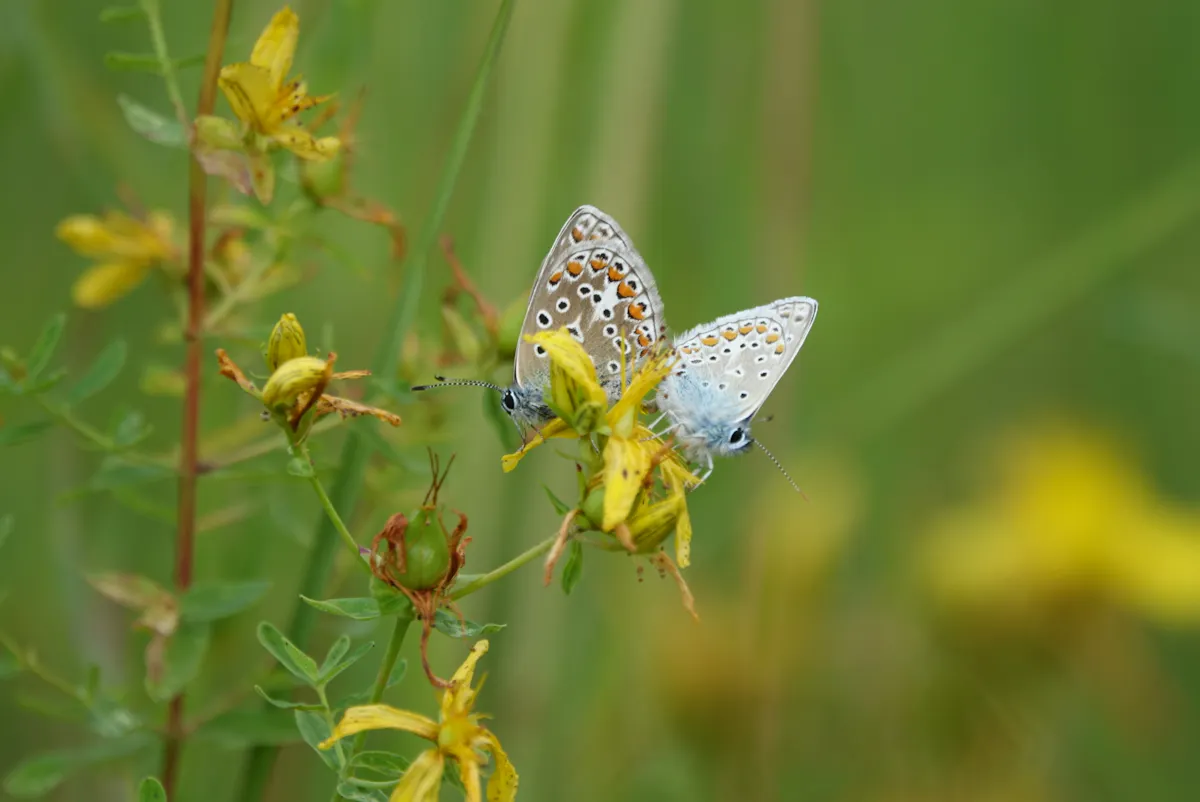 Zwei Bläulinge, kleine Schmetterlinge mit hellblauen Körpern und zart gemusterten Flügeln in Grau, Orange und Schwarz, sitzen nebeneinander auf einer gelben Blüte. Die filigranen Insekten befinden sich in einem dichten Wildpflanzenbestand mit grünen Stängeln und verwelkenden gelben Blüten. Der Hintergrund ist weichgezeichnet und grün, wodurch das Motiv im Vordergrund klar hervortritt. Die Szene wirkt ruhig und naturverbunden.