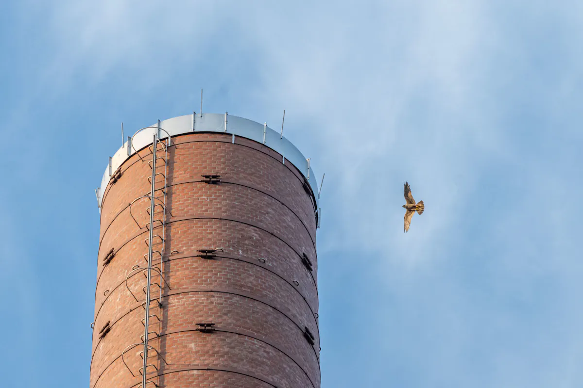 Ein großer, runder Industrieschornstein aus rotem Backstein ragt links im Bild in den Himmel. Am oberen Rand ist eine Metallleiter befestigt, die bis zur Plattform mit Geländer führt. Rechts daneben fliegt ein Greifvogel mit ausgebreiteten Flügeln vor blauem Himmel mit leichten Wolkenschleiern. Die Szene zeigt den Kontrast zwischen Industriearchitektur und frei lebender Natur.
