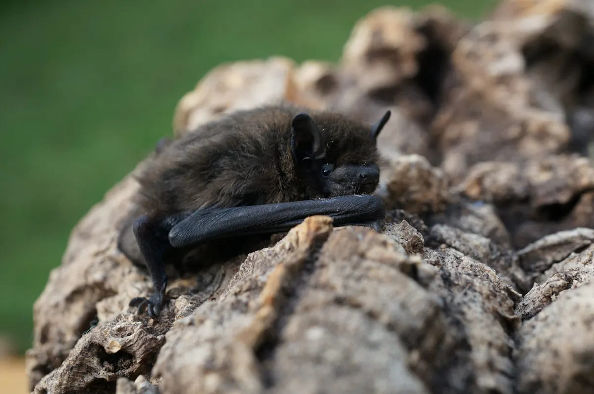 Eine kleine, dunkelbraune Fledermaus liegt eingerollt auf einem Stück grober, hellbrauner Rinde. Ihre Flügel sind eng am Körper gefaltet, und sie blickt mit wachen, dunklen Augen in die Kamera. Der Hintergrund ist weichgezeichnet und grün, vermutlich Gras oder eine Wiese, wodurch das Tier und die strukturierte Oberfläche des Holzes klar im Vordergrund stehen. Die Szene wirkt ruhig und geschützt.