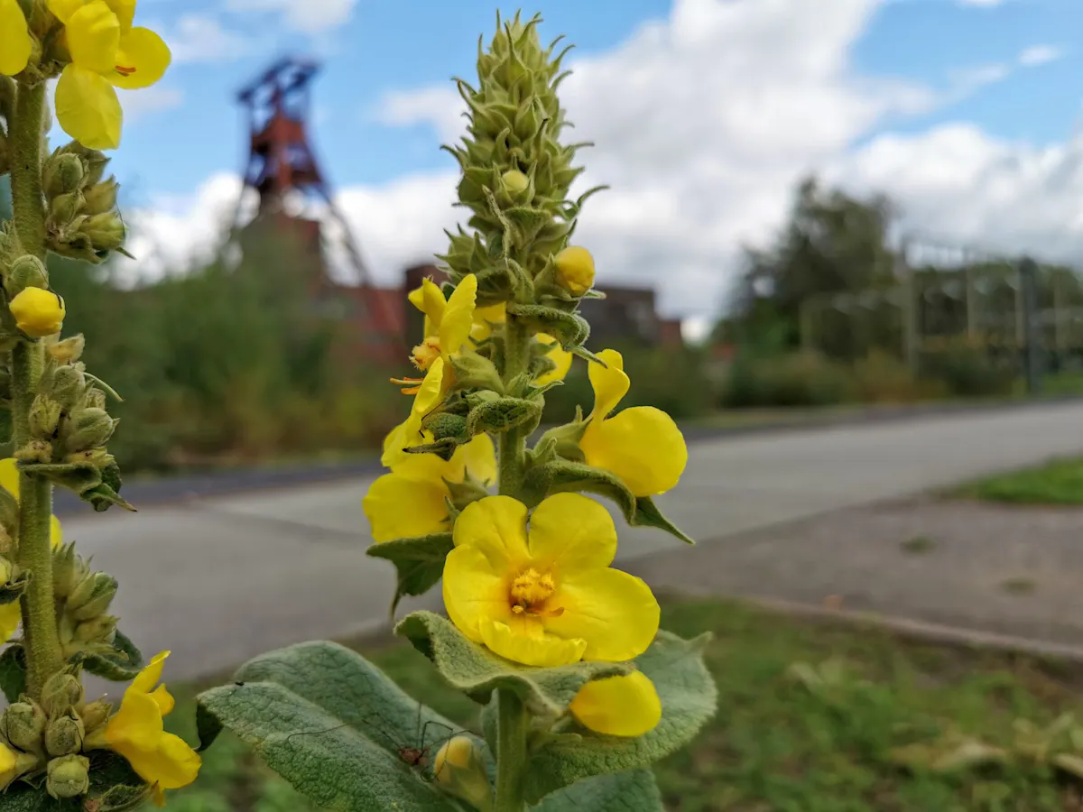 Eine gelb blühende Königskerze steht im Vordergrund einer urbanen Landschaft. Die Pflanze zeigt zahlreiche samtige Blätter und leuchtende Blüten mit orangefarbenen Staubblättern. Im Hintergrund ist unscharf ein markantes rotes Fördergerüst eines ehemaligen Bergwerks zu erkennen, umgeben von Grünflächen, Gehwegen und bewölktem Himmel mit blauen Lücken. Die Szene verbindet industrielle Vergangenheit mit natürlicher Vegetation.