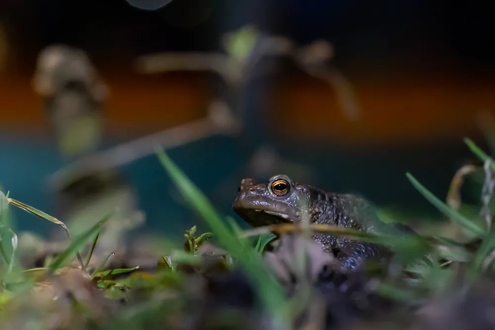 Eine braune Kröte sitzt im feuchten Gras und blickt mit einem goldglänzenden Auge aufmerksam zur Seite. Die Szene ist nachts aufgenommen, mit dunklem, unscharfem Hintergrund und gezielter Ausleuchtung, die das Tier in den Fokus rückt. Umgeben ist die Kröte von vereinzelten Halmen, kleinen Zweigen und Laub, was eine natürliche, ruhige Atmosphäre vermittelt.