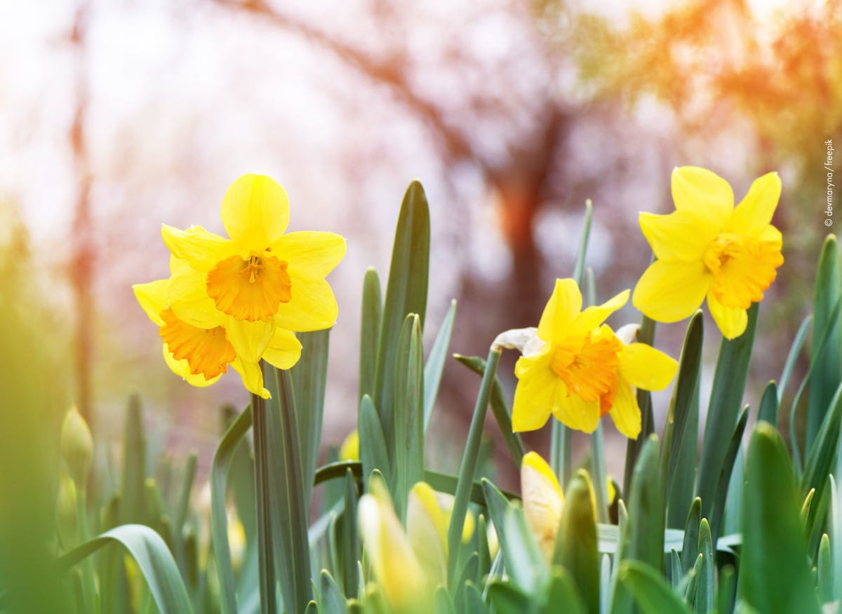 Eine Gruppe leuchtend gelber Narzissen mit orangefarbenen Trompetenblüten steht in einem grünen Beet. Die Blumen sind im Vordergrund scharf abgebildet, während der Hintergrund verschwommen ist und blühende Bäume sowie warmes Sonnenlicht im Frühling andeutet. Die Szene vermittelt eine frische und freundliche Stimmung.