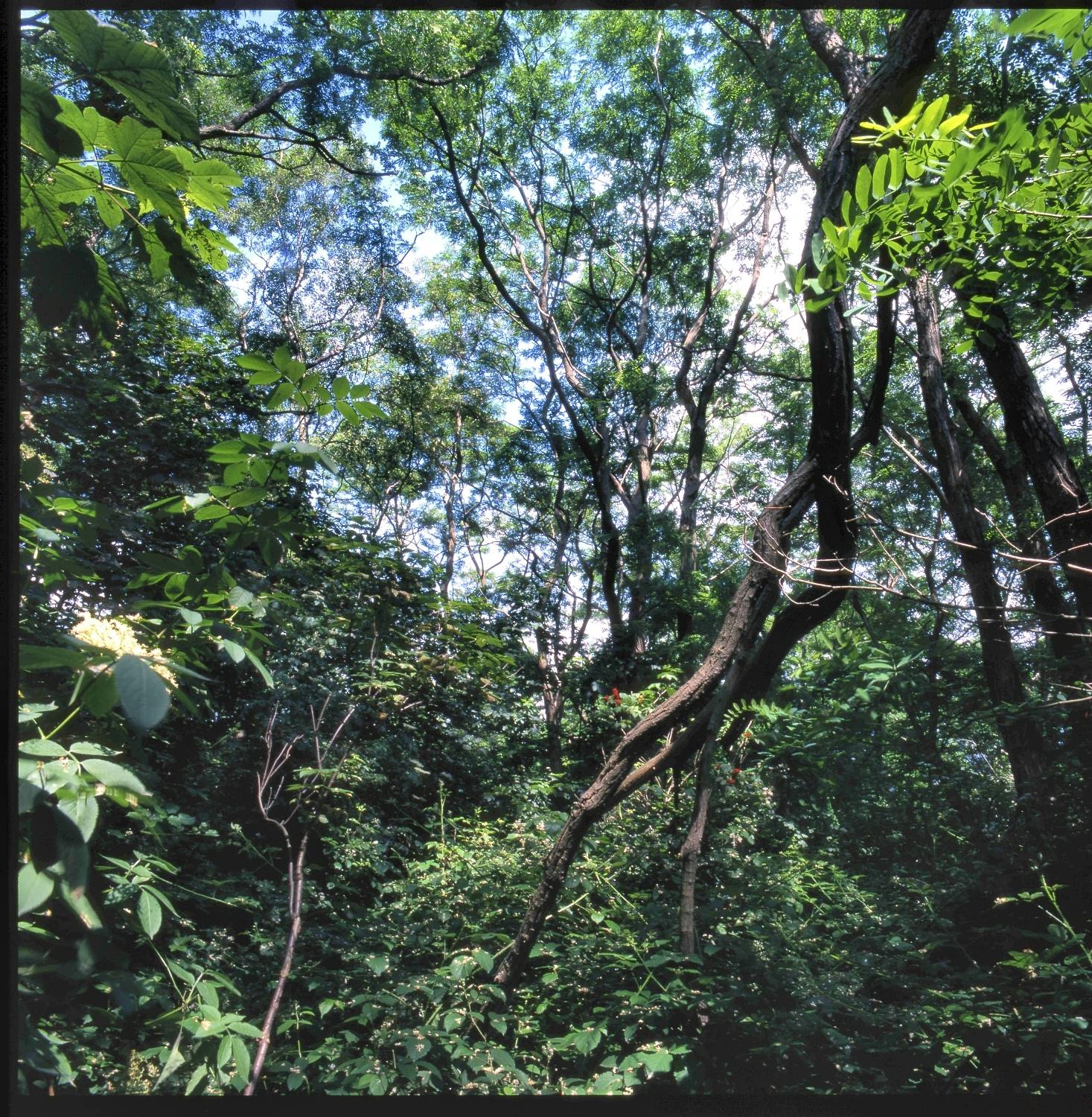 Dicht bewachsener Wald mit üppigem Unterholz und zahlreichen hohen, schlanken Bäumen, deren grüne Kronen sich im Sonnenlicht weit verzweigen. Der Blick führt durch ein Dickicht aus Blättern, Zweigen und Kletterpflanzen. Einige Bäume sind schief gewachsen oder gestürzt, sodass sie quer durch das Bild ragen. Zwischen dem satten Grün blitzen einzelne helle Blüten und Lichtflecken hindurch. Die Szene wirkt ursprünglich, wild und lebendig.