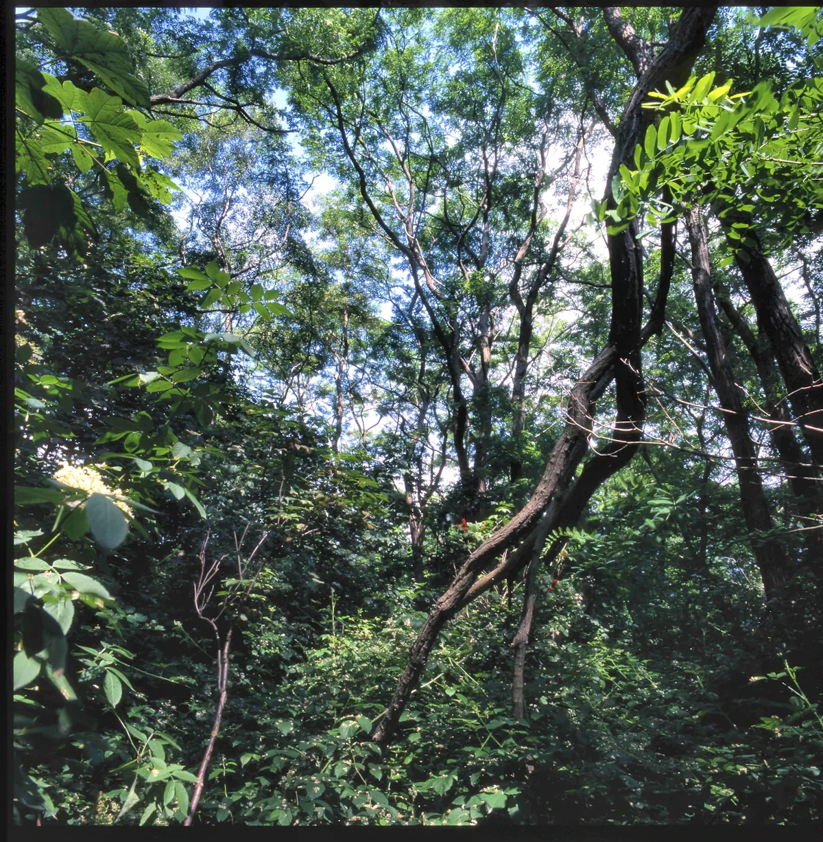 Dicht bewachsener Wald mit üppigem Unterholz und zahlreichen hohen, schlanken Bäumen, deren grüne Kronen sich im Sonnenlicht weit verzweigen. Der Blick führt durch ein Dickicht aus Blättern, Zweigen und Kletterpflanzen. Einige Bäume sind schief gewachsen oder gestürzt, sodass sie quer durch das Bild ragen. Zwischen dem satten Grün blitzen einzelne helle Blüten und Lichtflecken hindurch. Die Szene wirkt ursprünglich, wild und lebendig.