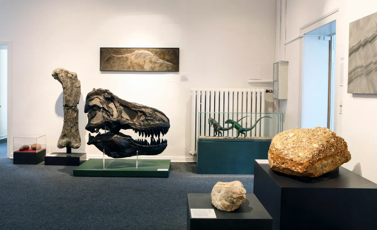 Ausstellungsraum in einem Naturkundemuseum mit verschiedenen Exponaten aus der Urzeit. In der Mitte ist ein großer Schädel eines Tyrannosaurus Rex zu sehen, daneben ein massiver Oberschenkelknochen. Im Hintergrund befindet sich ein gerahmtes Fossil eines Meeresreptils an der Wand sowie ein Terrarium mit kleinen Dinosauriermodellen. Im Vordergrund liegen große Gesteinsbrocken und Fossilien auf schwarzen Sockeln. Der Raum ist hell beleuchtet und hat weiße Wände.