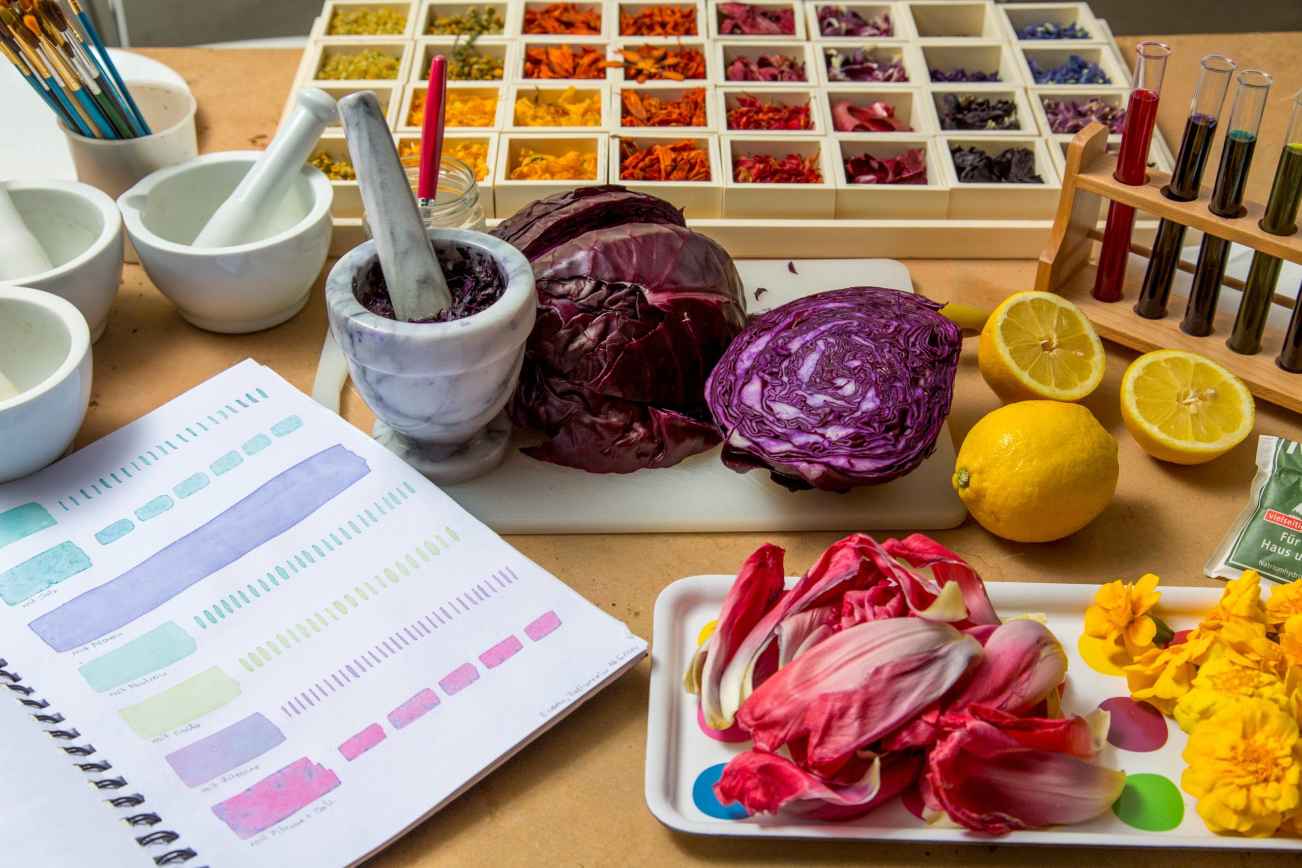 Ein kreativer Arbeitsplatz mit Materialien zur Herstellung natürlicher Farben. In der Bildmitte liegt ein aufgeschnittener Rotkohl, daneben ein Mörser mit zerstoßenem Kohl. Auf dem Tisch befinden sich weitere Mörser, Pinsel, ein aufgeschlagenes Notizbuch mit Farbstreifen und Beschriftungen, eine Zitronenhälfte, gelbe Blüten, rot-rosa Blätter und ein Set aus Reagenzgläsern mit bunten Flüssigkeiten in einem Holzständer. Im Hintergrund sind zahlreiche kleine Fächer mit getrockneten Pflanzenteilen in verschiedenen Farben zu sehen. Die Szene vermittelt den Eindruck eines naturwissenschaftlich-künstlerischen Experiments mit Pflanzenfarben.