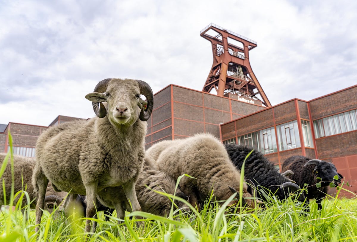 Das Bild zeigt eine Gruppe Schafe auf einer grünen Wiese vor dem historischen Industriegebäude der Zeche Zollverein in Essen. Im Vordergrund steht ein graues Schaf mit großen, nach hinten gebogenen Hörnern und blickt direkt in die Kamera. Weitere Schafe in unterschiedlichen Farben, darunter schwarz und beige, grasen im Hintergrund. Hinter den Tieren ist das markante rote Fördergerüst mit der Aufschrift Zollverein sowie Backsteingebäude mit Fenstern zu sehen. Der Himmel ist bewölkt. Die Szene verbindet Natur mit Industriekultur und vermittelt eine friedliche Atmosphäre.