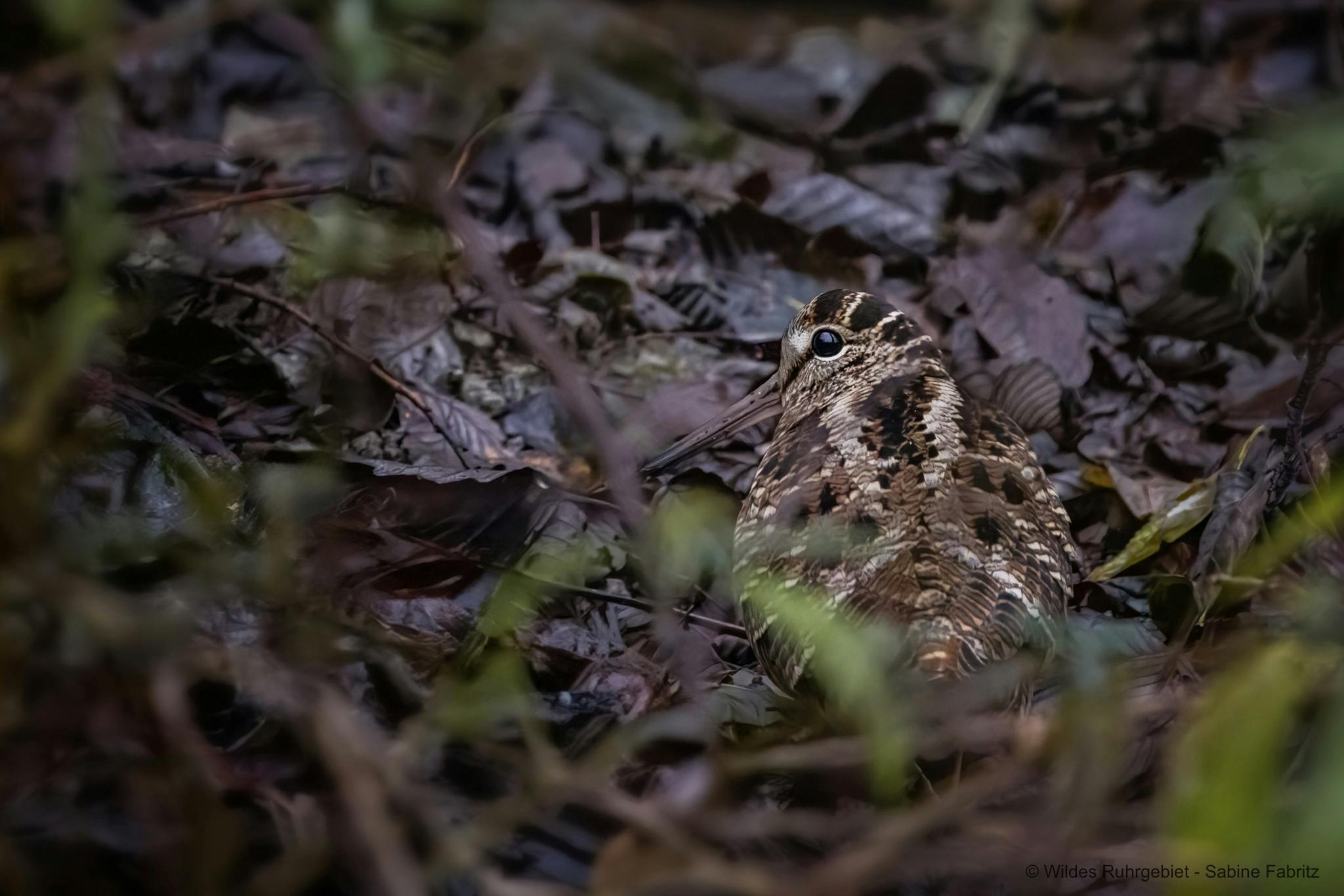 Ein gut getarnter Waldvogel mit langem, dünnem Schnabel und braun gemustertem Gefieder sitzt ruhig am Boden zwischen feuchten, dunklen Laubblättern. Der Vogel ist durch seine Tarnfärbung kaum vom Umfeld zu unterscheiden und blickt aufmerksam zur Seite. Im Vordergrund sind unscharfe grüne Blätter zu erkennen.