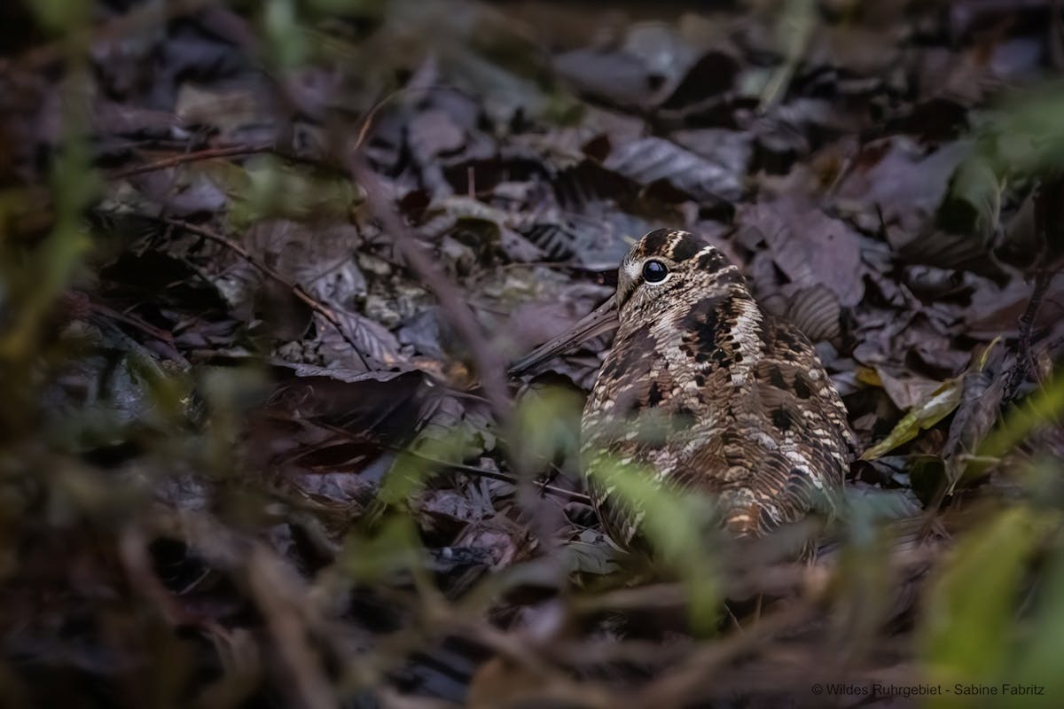 Ein gut getarnter Waldvogel mit langem, dünnem Schnabel und braun gemustertem Gefieder sitzt ruhig am Boden zwischen feuchten, dunklen Laubblättern. Der Vogel ist durch seine Tarnfärbung kaum vom Umfeld zu unterscheiden und blickt aufmerksam zur Seite. Im Vordergrund sind unscharfe grüne Blätter zu erkennen.