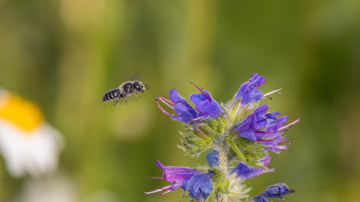 Das Bild zeigt eine Wildbiene im Flug, die sich einer blühenden Pflanze mit violett-blauen Blüten nähert. Die Blüten haben lange Staubfäden und sitzen an einem behaarten Blütenstand. Der Hintergrund ist unscharf und zeigt grüne Pflanzen sowie eine verschwommene Margeritenblüte mit weiß-gelben Blättern. Die Szene wirkt sommerlich und betont die Bedeutung von Blühpflanzen für bestäubende Insekten.