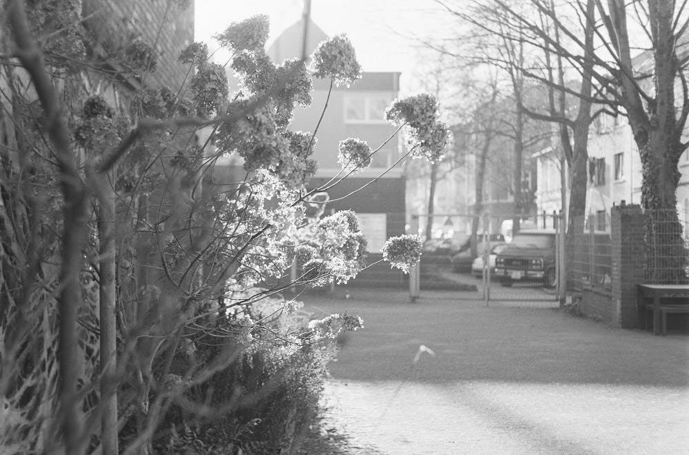Das Schwarz-Weiß-Bild zeigt eine ruhige Straßenszene in einem Wohnviertel bei tief stehender Sonne. Im linken Vordergrund befindet sich ein Strauch mit verblühten Blütenständen, die vom Sonnenlicht durchleuchtet werden und hell aufleuchten. Rechts davon verläuft eine Straße oder ein Gehweg, flankiert von geparkten Autos und kahlen Bäumen. Im Hintergrund sind mehrstöckige Wohnhäuser und ein Tor sichtbar. Die Szene wirkt friedlich und stimmungsvoll, mit starkem Gegenlicht, das die Konturen weichzeichnet.