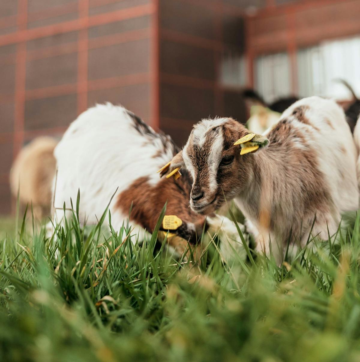 Zwei junge Ziegen mit braun-weißem Fell und gelben Ohrmarken grasen im Vordergrund auf einer saftig grünen Wiese. Der Fokus liegt auf einer Ziege, die neugierig nach vorne blickt. Im unscharfen Hintergrund ist ein Gebäude aus dunkelbraunen Ziegeln mit roten Stahlstreben und Fenstern zu erkennen – ein Teil des Industriedenkmals Zeche Zollverein. Die Szene verbindet Tierleben mit urban-industriellem Umfeld.