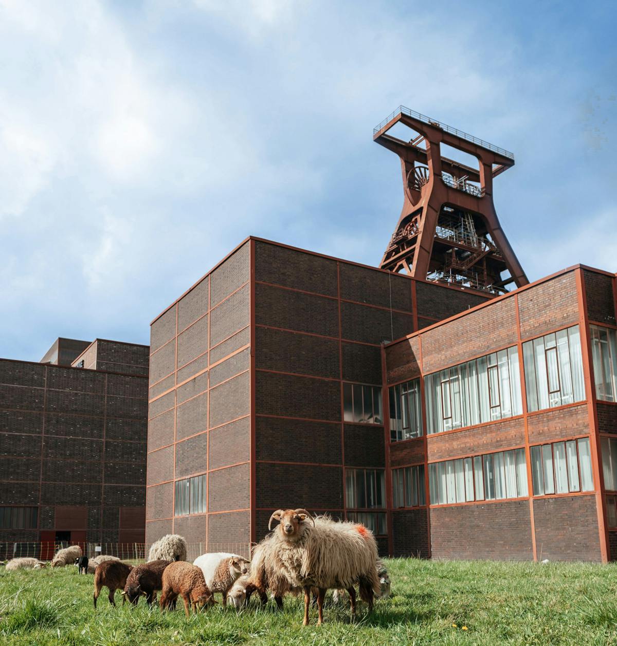 Eine Herde Schafe, darunter braune, weiße und graue Tiere, steht und grast auf einer grünen Wiese im Vordergrund. Im Hintergrund erhebt sich das imposante Fördergerüst der Zeche Zollverein aus rostrotem Stahl, flankiert von modernen, kantigen Backsteingebäuden mit großen Fenstern. Die Szene verbindet ländliche Tierhaltung mit urbaner Industriekultur und steht unter einem blauen Himmel mit leichtem Wolkenspiel. Ein Schaf blickt direkt in die Kamera.