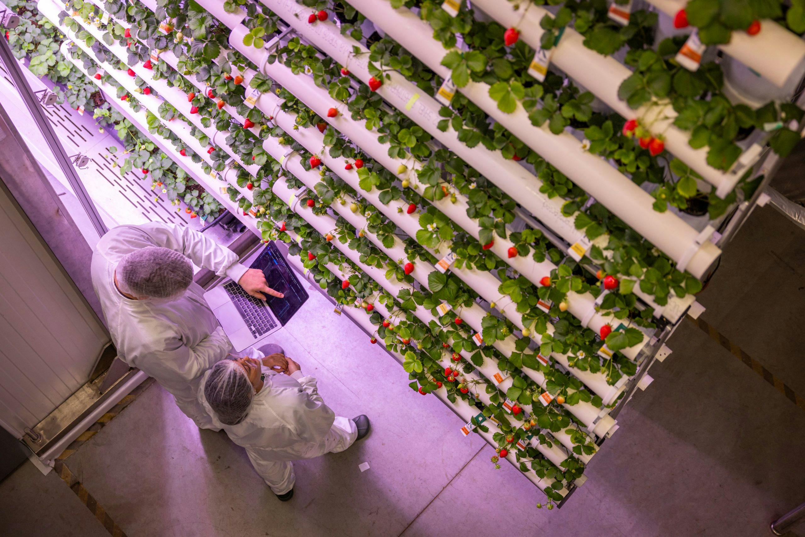 Zwei Personen in weißer Schutzkleidung und Haarnetzen stehen in einer modernen Indoor-Farm neben vertikal angeordneten Rohren, aus denen grüne Erdbeerpflanzen mit reifen roten Früchten wachsen. Eine Person hält einen Laptop und zeigt auf den Bildschirm, vermutlich zur Datenerfassung oder Steuerung der Anlage. Die Szene ist von pinkem Pflanzenlicht beleuchtet und zeigt einen sauberen, technologisch fortschrittlichen Agrarraum.