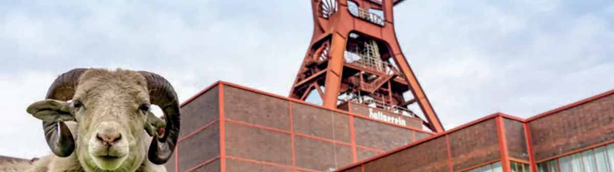 Niedrige Perspektive auf mehrere Schafe im hohen Gras vor dem Backsteingebäude und Fördergerüst der Zeche Zollverein. Links vorn blickt ein Schaf mit gebogenen Hörnern direkt in die Kamera, während andere Tiere grasen. Darüber steht groß der Schriftzug Zollverein – nachhaltig Wie Wandel gelingen kann, unten rechts ist das Zollverein-Logo zu sehen.