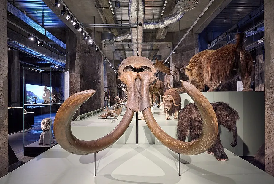 Im Mittelpunkt steht ein großes Mammutschädel-Fossil mit gebogenen Stoßzähnen, das auf einem hellen Podest präsentiert wird. Im Hintergrund sind mehrere lebensgroße Nachbildungen von eiszeitlichen Tieren wie Mammuts und Wollnashörnern zu sehen. Die Ausstellung befindet sich in einem modernen Museumsraum mit Betonpfeilern, sichtbaren Lüftungsrohren und einer Glasvitrine auf der linken Seite. Die Beleuchtung ist gezielt auf die Exponate gerichtet.